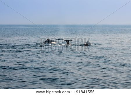 Whale blowing in Atlantic ocean. Picture taken from whale watching cruise in Gloucester. USA