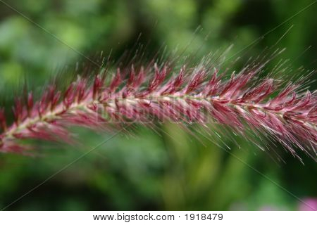 Ornimental trávy Bloom