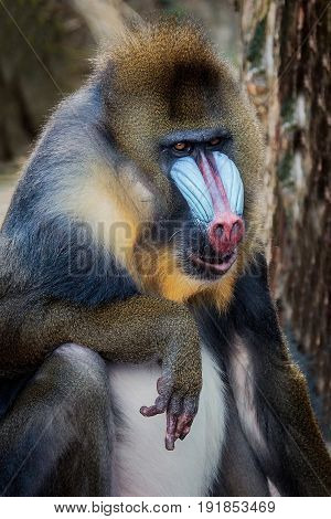 Mandrill (mandrillus Sphinx)