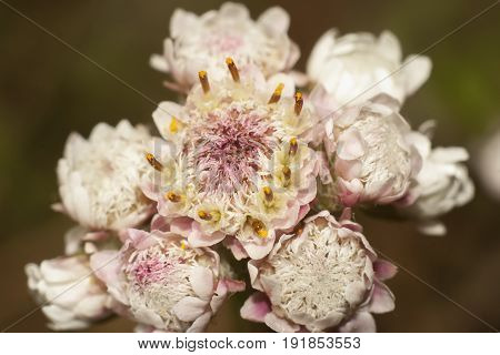 shot of flowers of Antennaria extreme closeup