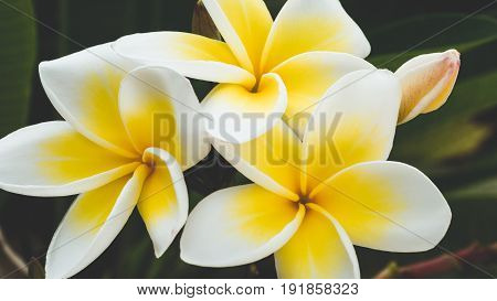 Brunch of yellow tiare flowers at green outdoors background.