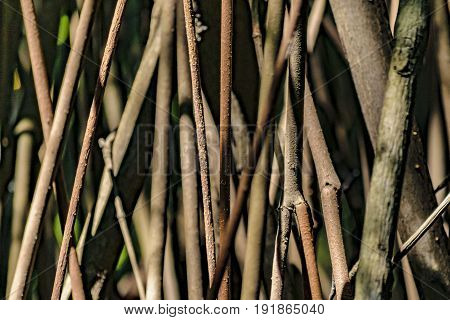 Mangle Tree Detail View, Ecuador