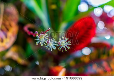 close up of beautiful budding tropical plant with colorful leaves and bokeh in the background