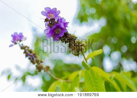 Violet flower on the tree in the park