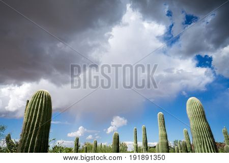 Saguaro Cactus with Monsoon Clouds and Dark Sky