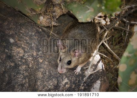 Packrat on Cactus wood rat white throated
