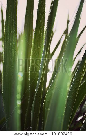 Misty raindrops on green Yucca leaves in the morning light. Selective focus.