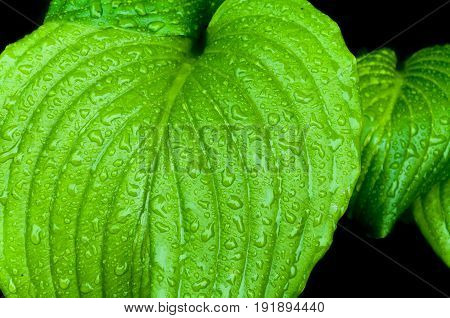 Water drops on green leaf. Water drops on green leaf. Nature background. Jungle.