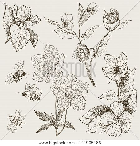 Vintage botanical detailed illustration wild flowers set. Engraving style. Hand drawing illustration. Vector, brown tone.
