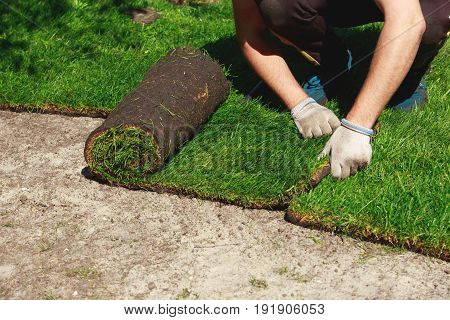 The stacking of roll green lawn grass