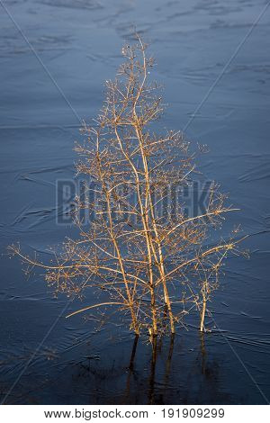 Water Plantain in a lake in Giethoorn in wintertime in National Park Weerribben-Wieden Netherlands.