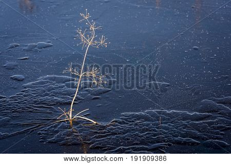 Water Plantain in a lake in Giethoorn in wintertime in National Park Weerribben-Wieden Netherlands.
