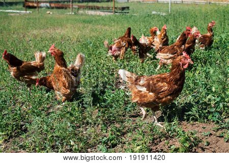 Free range chicken farm in village outdoors. Group of chickens going out from coop in the grass