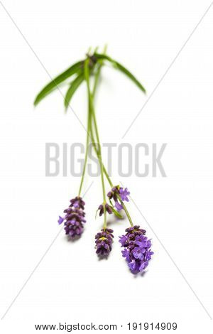 Lavender Flowers On White Background
