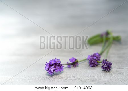 Lavender Flowers On Concrete Table