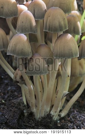Coprinus micaceus mushroom near the tree close up