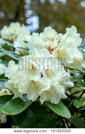 Rhododendron beautiful flower. Latvian University Rhododendron nursery 