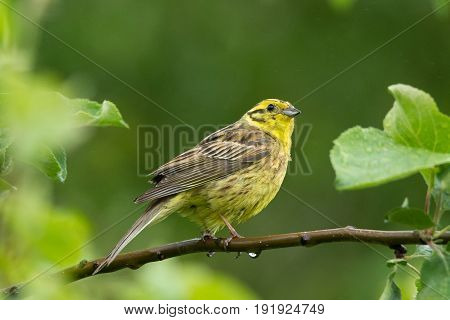 The photo shows oatmeal on a branch