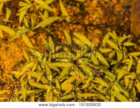 Black jewel-wing damselfly resting on green plants with blurred background.