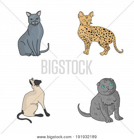 Siamese and other species. Cat breeds set collection icons in cartoon style vector symbol stock illustration .