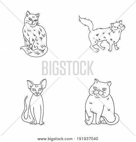 Sphinx, nibelung, norwegian forest cat and other species. Cat breeds set collection icons in outline style vector symbol stock illustration .