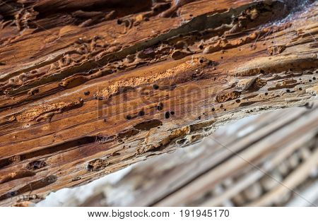 Old wooden beam affected by woodworm. Wood-eating larvae of species of beetle