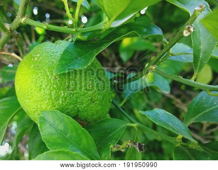 Green citrus fruit on the tree. Lush foliage