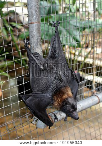 fruit bat, upside down back view
A fruit bat hangs upside down in a wire cage with its back