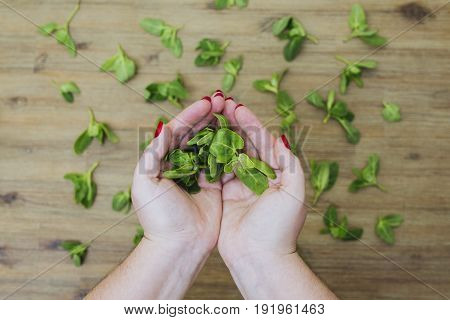Hands hold fresh green baby orach saltbush edible wild plants on wooden background. Eating healthy organic green local food. Vegetarian vegan lifestyle