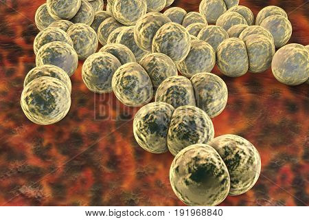 Bacteria Neisseria gonorrhoeae, gonoccoccus, diplococci which cause sexually transmitted infection gonorrhoea. 3D illustration