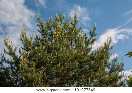 Flower Scotch pine, (Pinus sylvestris Watereri), blooming male flowers  on the background of blue sky and white clouds