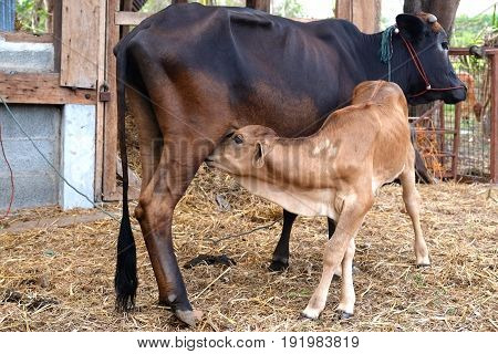 Mother cow feeding calf in thailand farm.