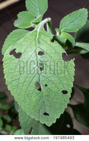 Boldo Leaf Eaten By Insects.