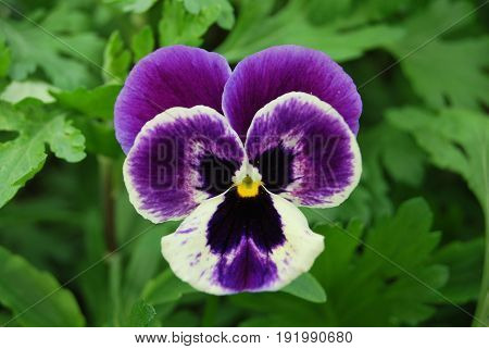Purple flower purple three colors in macro, beautiful