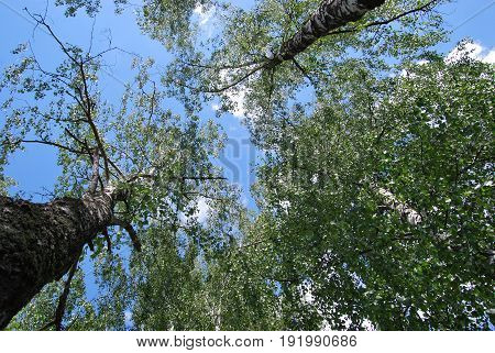 Birches view from below upwards, blue sky with white clouds