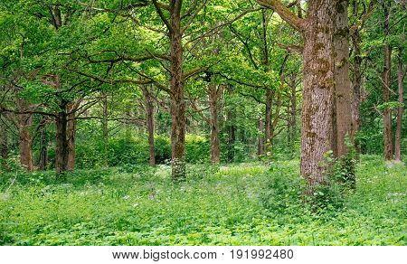 Amazing wilderness woods nature landscape with mighty old oak tree in green forest. Lush summer foliage photography