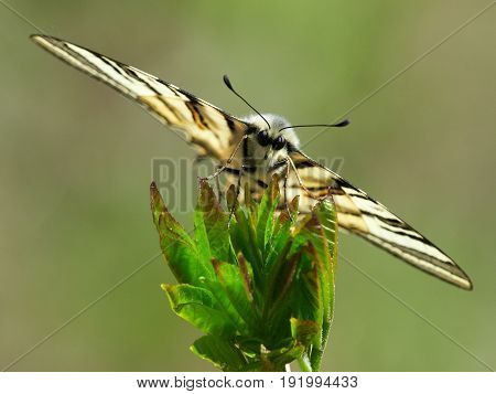 Scarce Swallowtail (Iphiclides podalirius) in natural habitat in spring