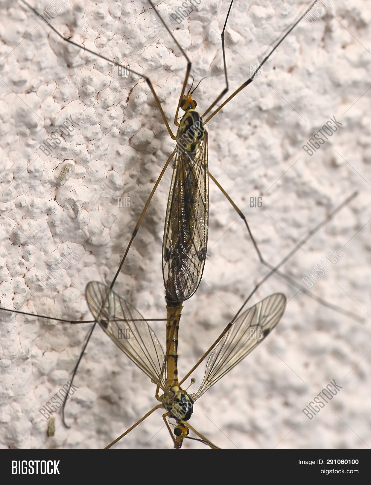 Комар долгоножка самка и самец. Как спариваются комары. Комар макро. Спаривание насекомых. Комары спариваются.