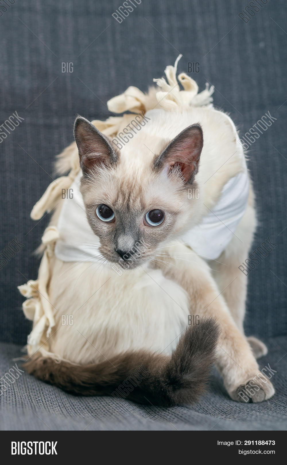 cat pica after surgery cat pica after surgery