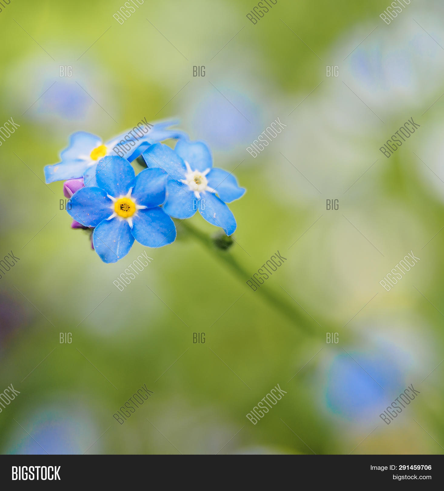 Water Forget Me Not Image Photo Free Trial Bigstock