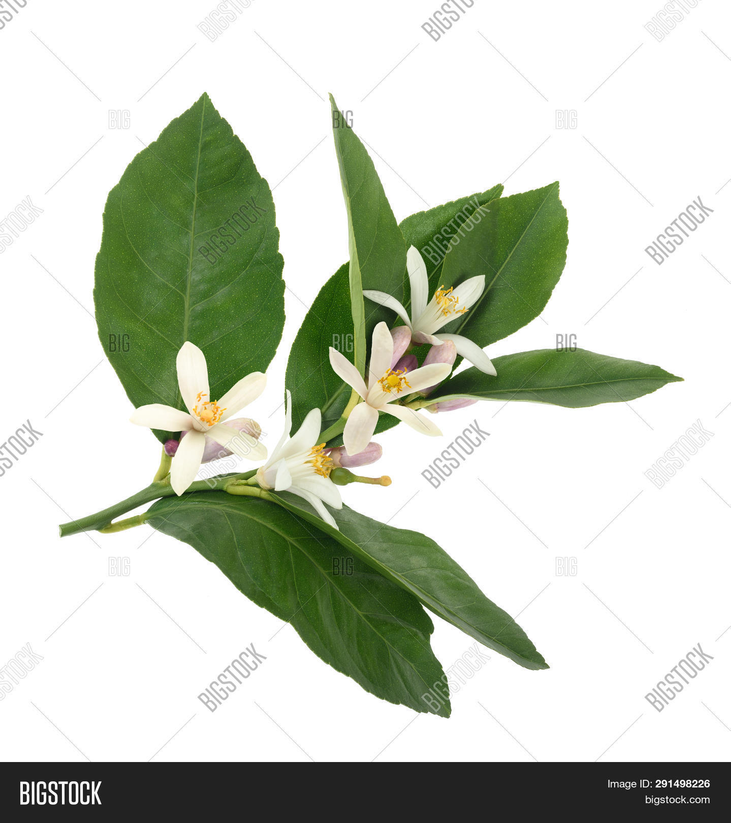Orange Blossom Branch Image & Photo (Free Trial) Bigstock