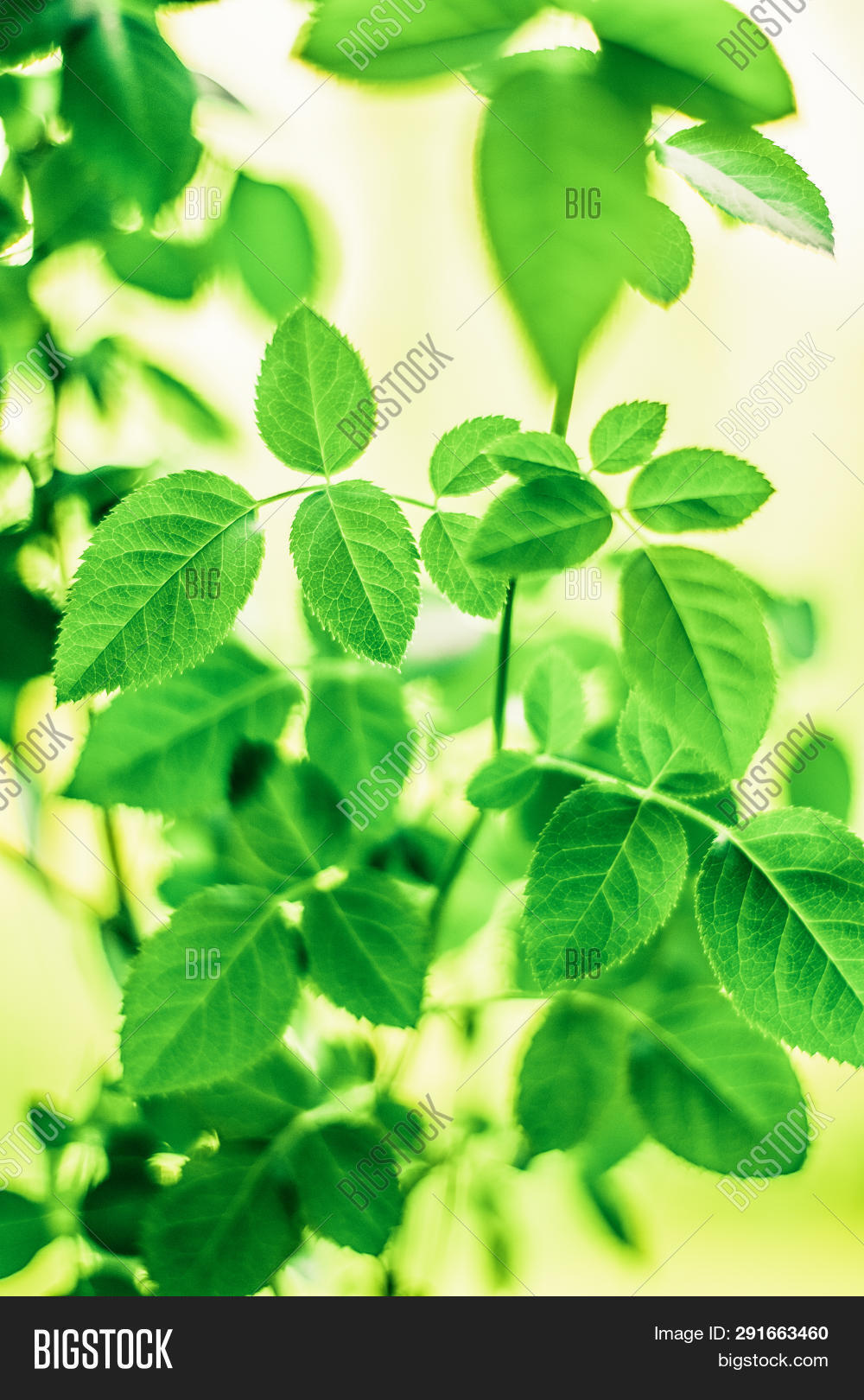 Best Time Plant Tree Image & Photo (Free Trial) Bigstock