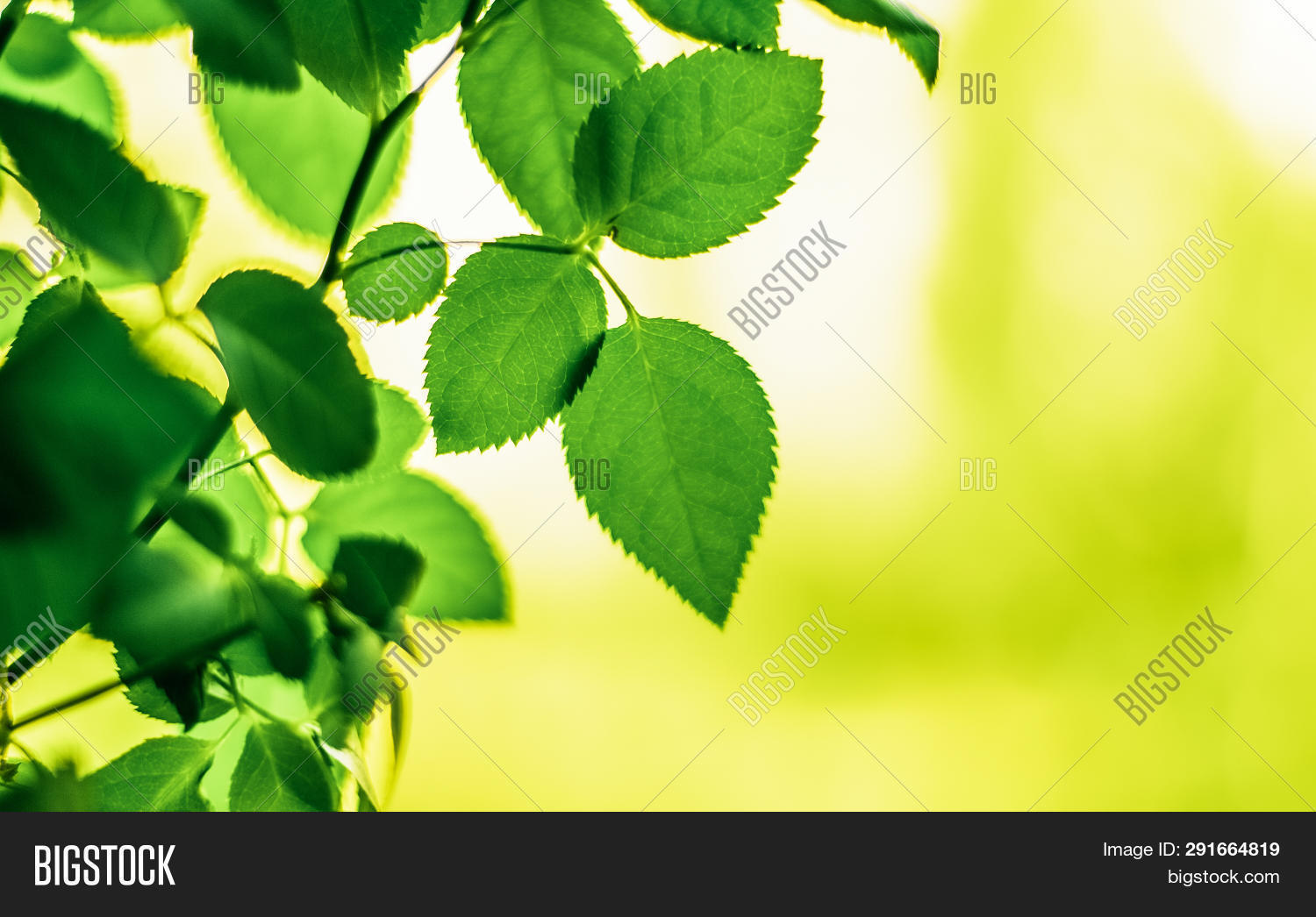 Best Time Plant Tree Image & Photo (Free Trial) Bigstock