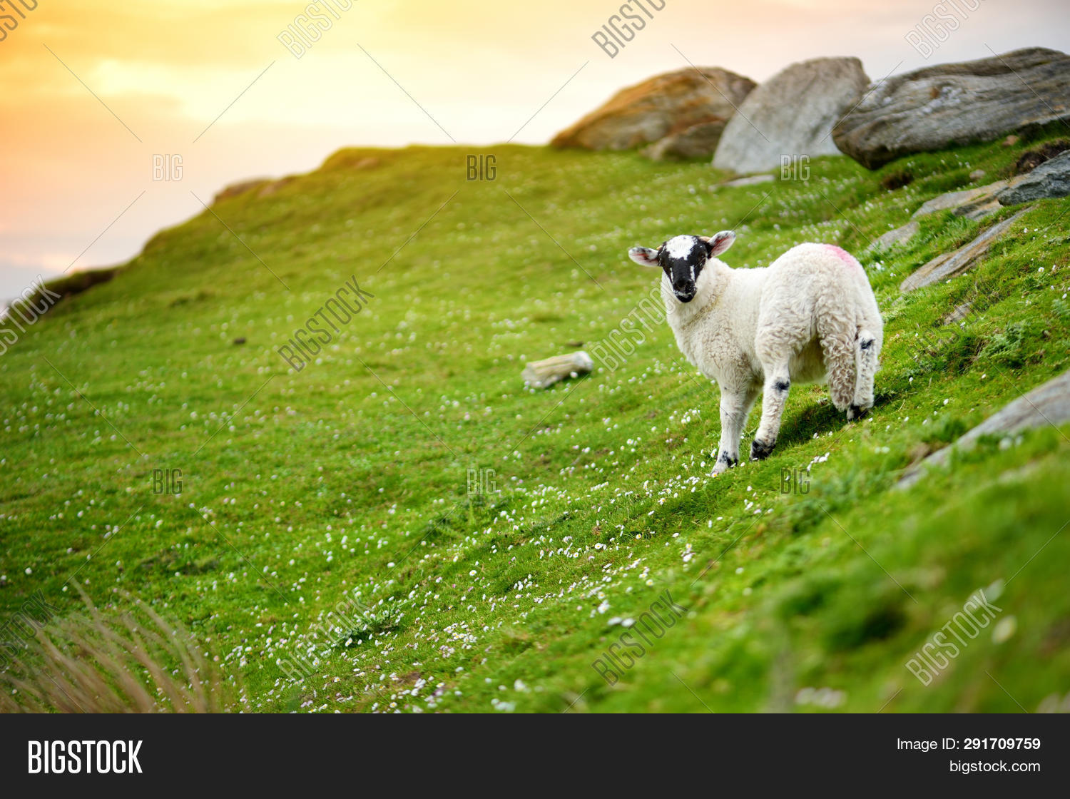Sheep Marked Colorful Image & Photo (Free Trial) Bigstock
