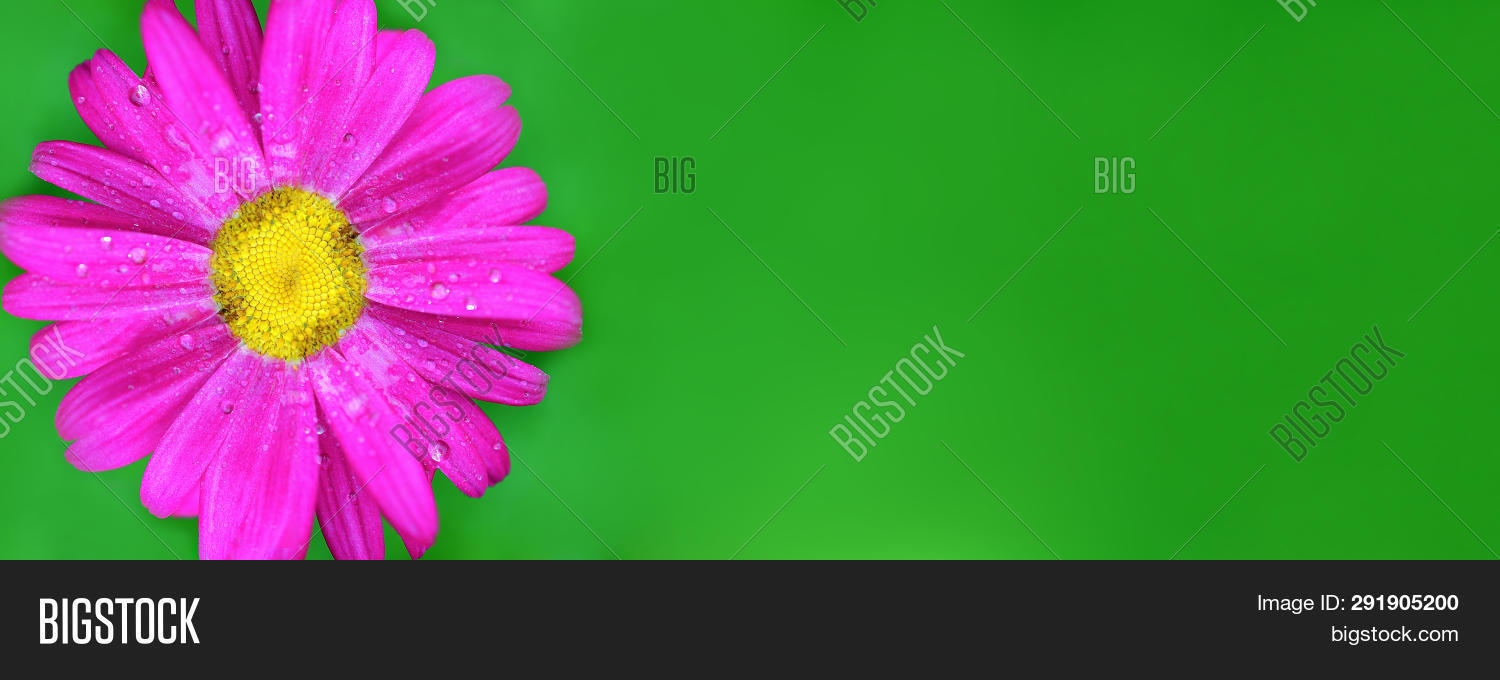 Banner. One Daisy Image & Photo (Free Trial) Bigstock