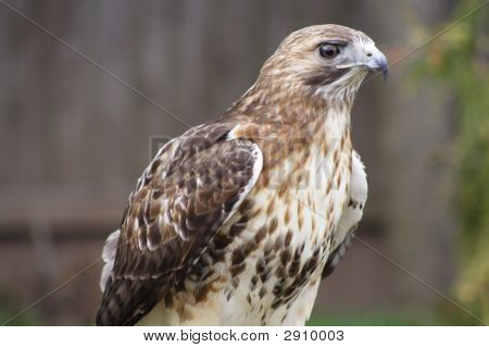 Red-Tail Hawk