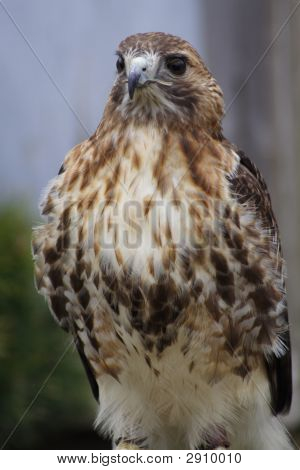 Red-Tail Hawk