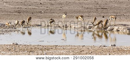 Animals Arriving At Water Hole In Desert Of Namibia