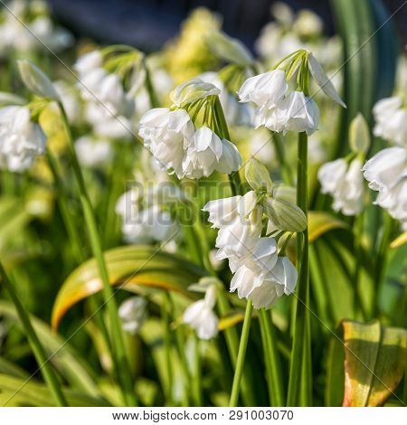 Blooming Allium Paradoxum, The Few-flowered Garlic Or Few-flowered Leek