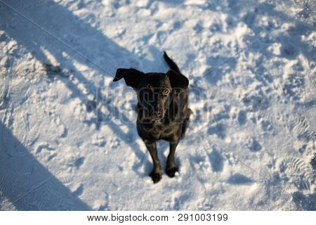 Portrait Of Beautiful Small Black Dog, Looking At Camera, Sitting In A Sunny Meadow